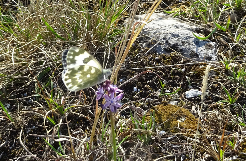 Pontia edusa - Pieridae